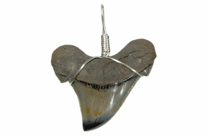 Serrated, Fossil Angustidens Shark Tooth Necklace #173887
